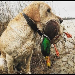 Meet your Posher, Yates